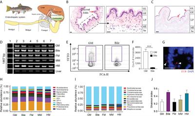 Gallbladder microbiota in early vertebrates provides evolutionary insights into mucosal homeostasis